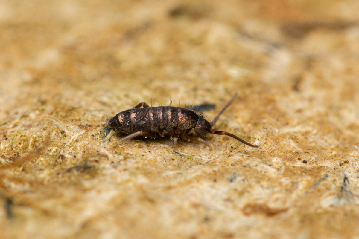 Tomocerus vulgaris
