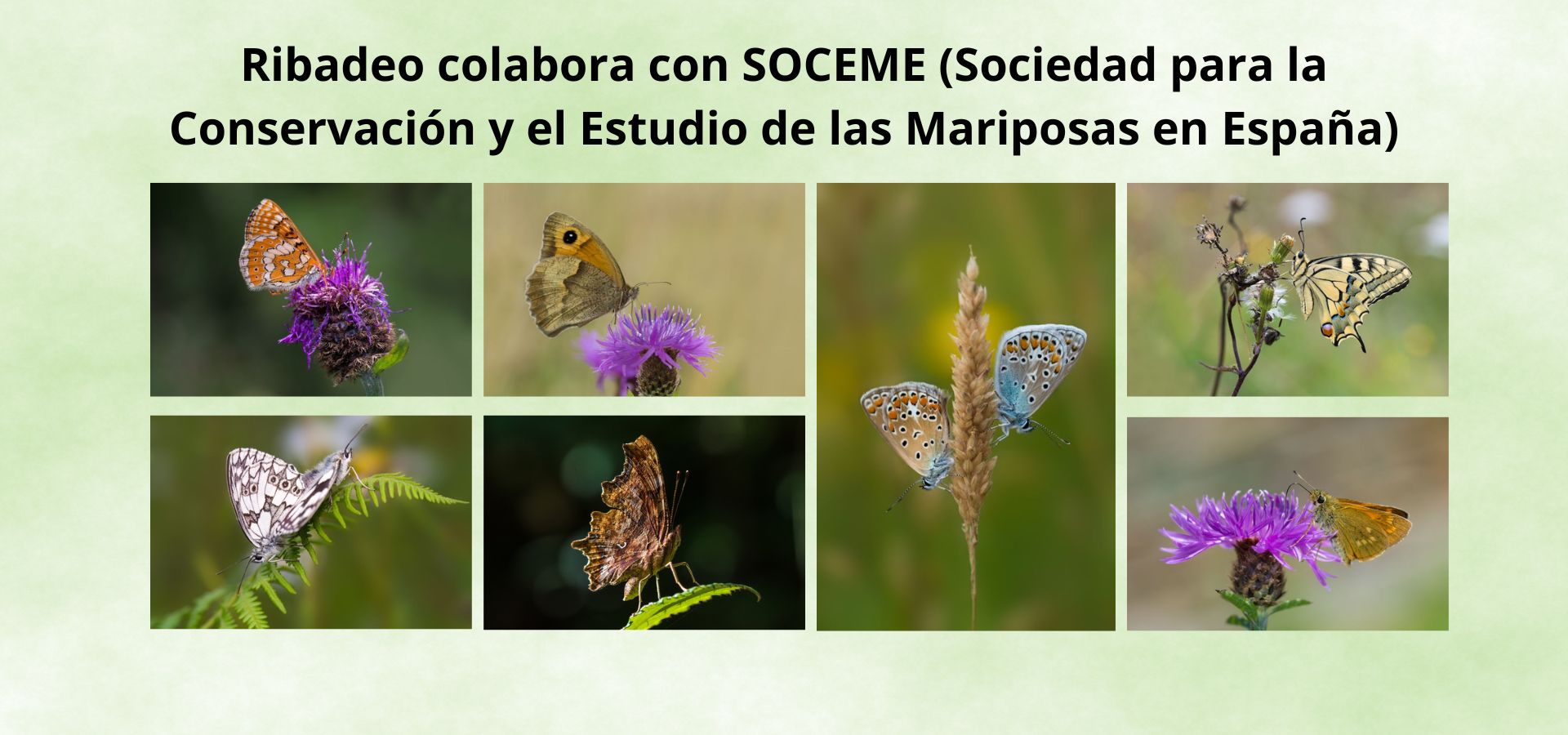 Ribadeo colabora con SOCEME